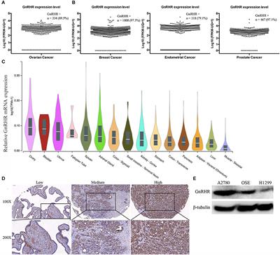 Gonadotropin-Releasing Hormone Receptor-Targeted Near-Infrared Fluorescence Probe for Specific Recognition and Localization of Peritoneal Metastases of Ovarian Cancer